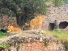 2 Lionesses at Lucknow Zoo - Nawab Wajid Ali Shah Prani Udyan