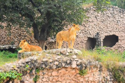 2 Lionesses at Lucknow Zoo - Nawab Wajid Ali Shah Prani Udyan