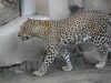 Leopard at Lucknow Zoo Nawab Wajid Ali Shah Zoological Garden