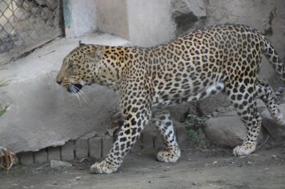 Leopard at Lucknow Zoo Nawab Wajid Ali Shah Zoological Garden